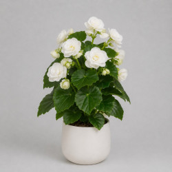 Белая бегония в горшке