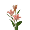 Лилии